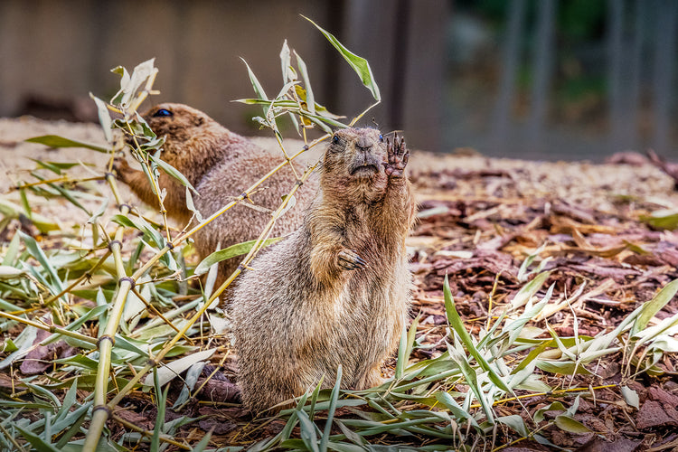 Tierwelt