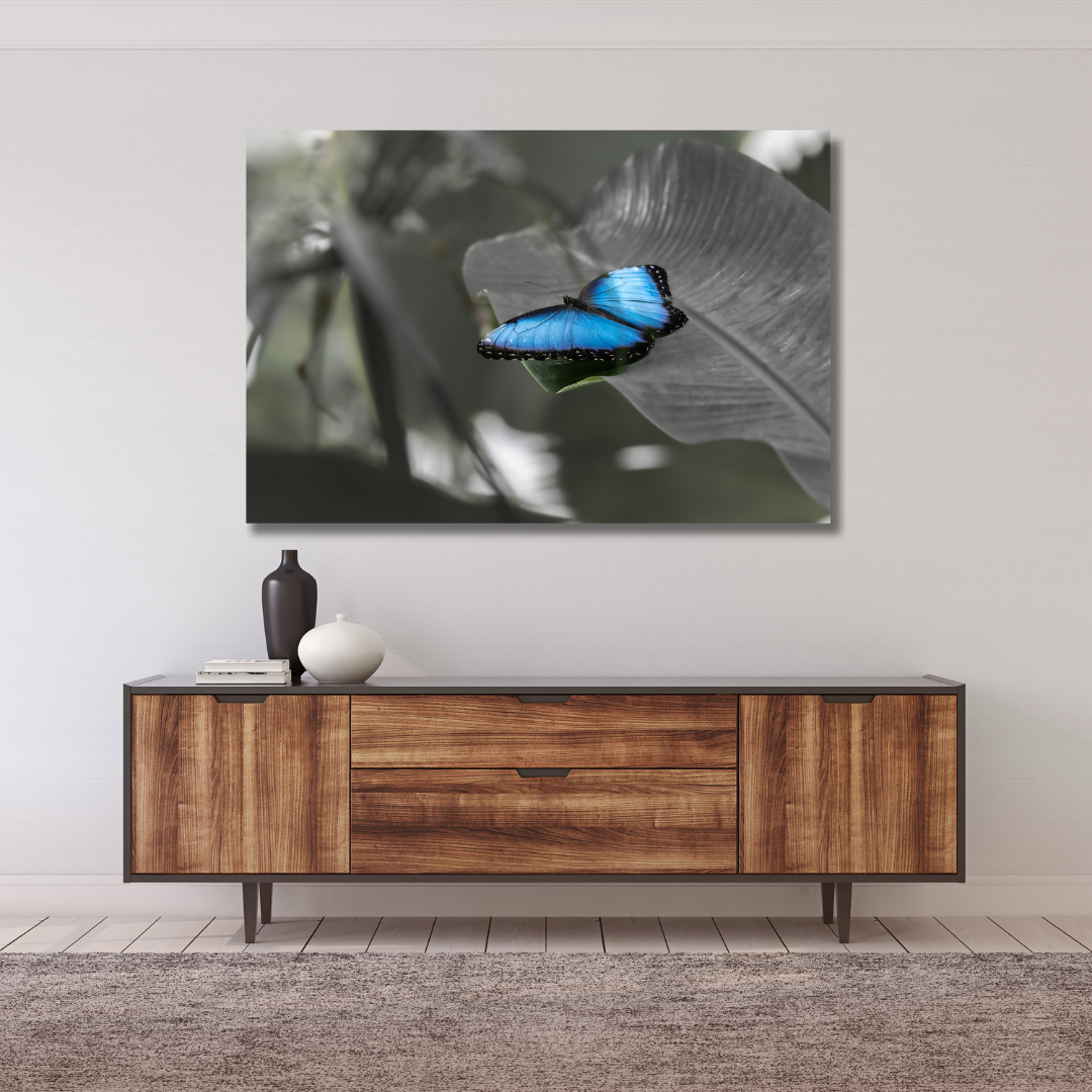 Blauer Morphofalter (Morpho peleides)