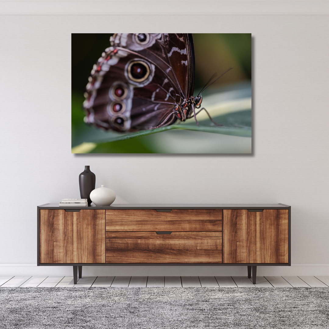 Morpho deidamia