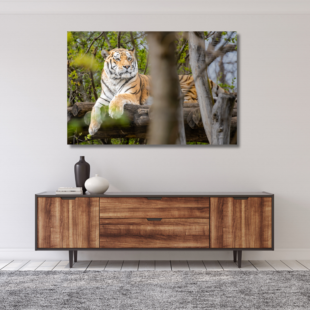 Sibirischer Tiger (Panthera tigris altaica)