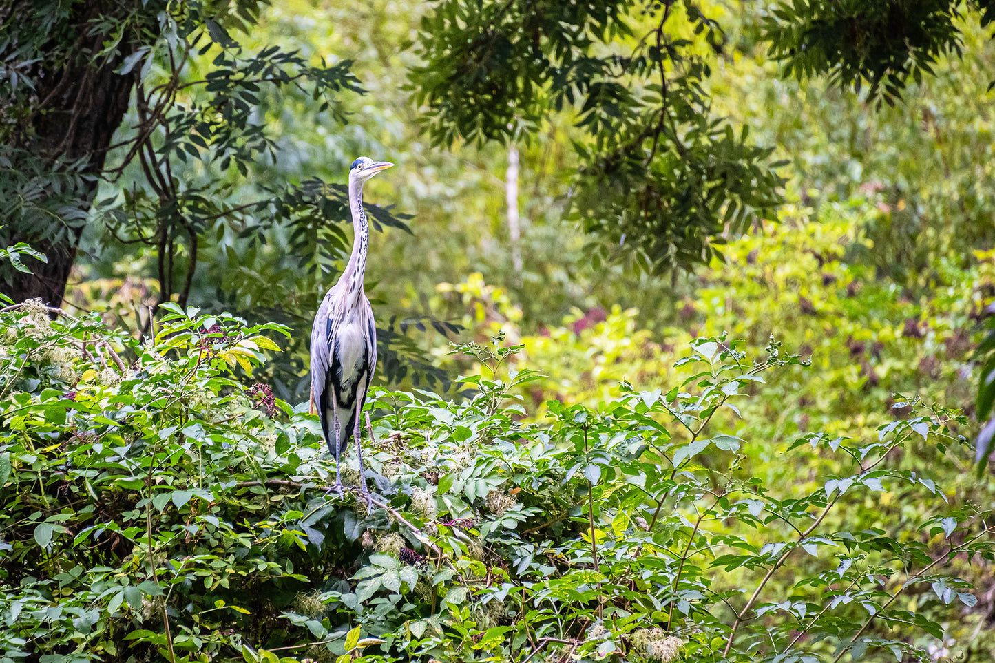 Kormoran (Phalacrocorax carbo)