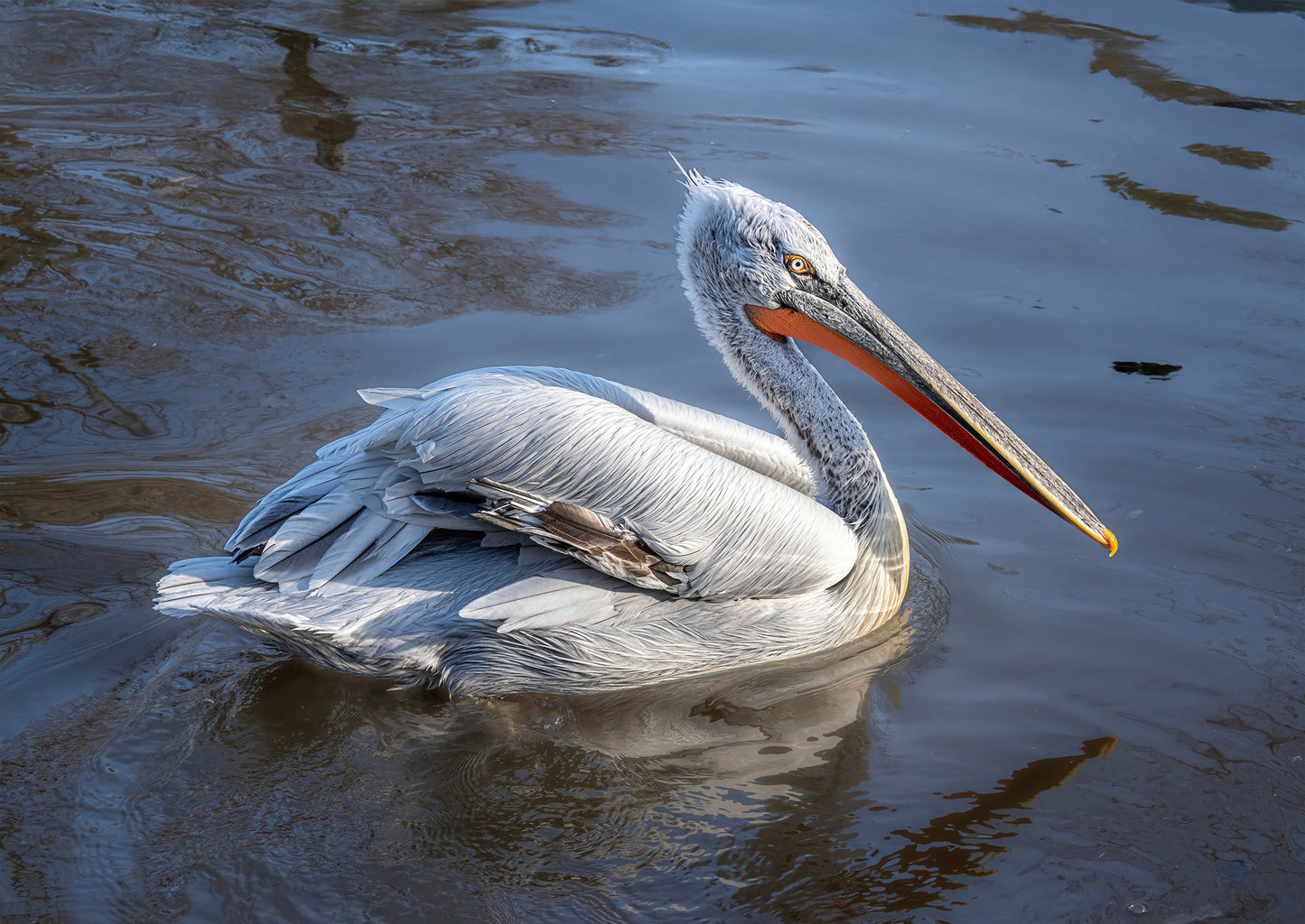 Krauskopfpelikan (Pelecanus crispus)