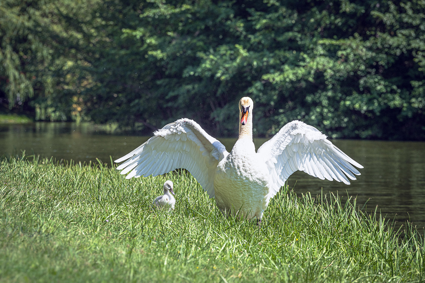 Schwäne im Schlosspark LAXENBURG