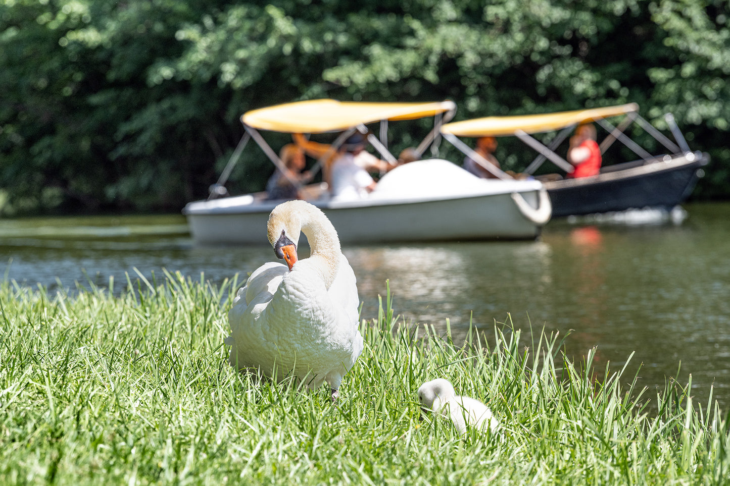 Schwäne im Schlosspark LAXENBURG