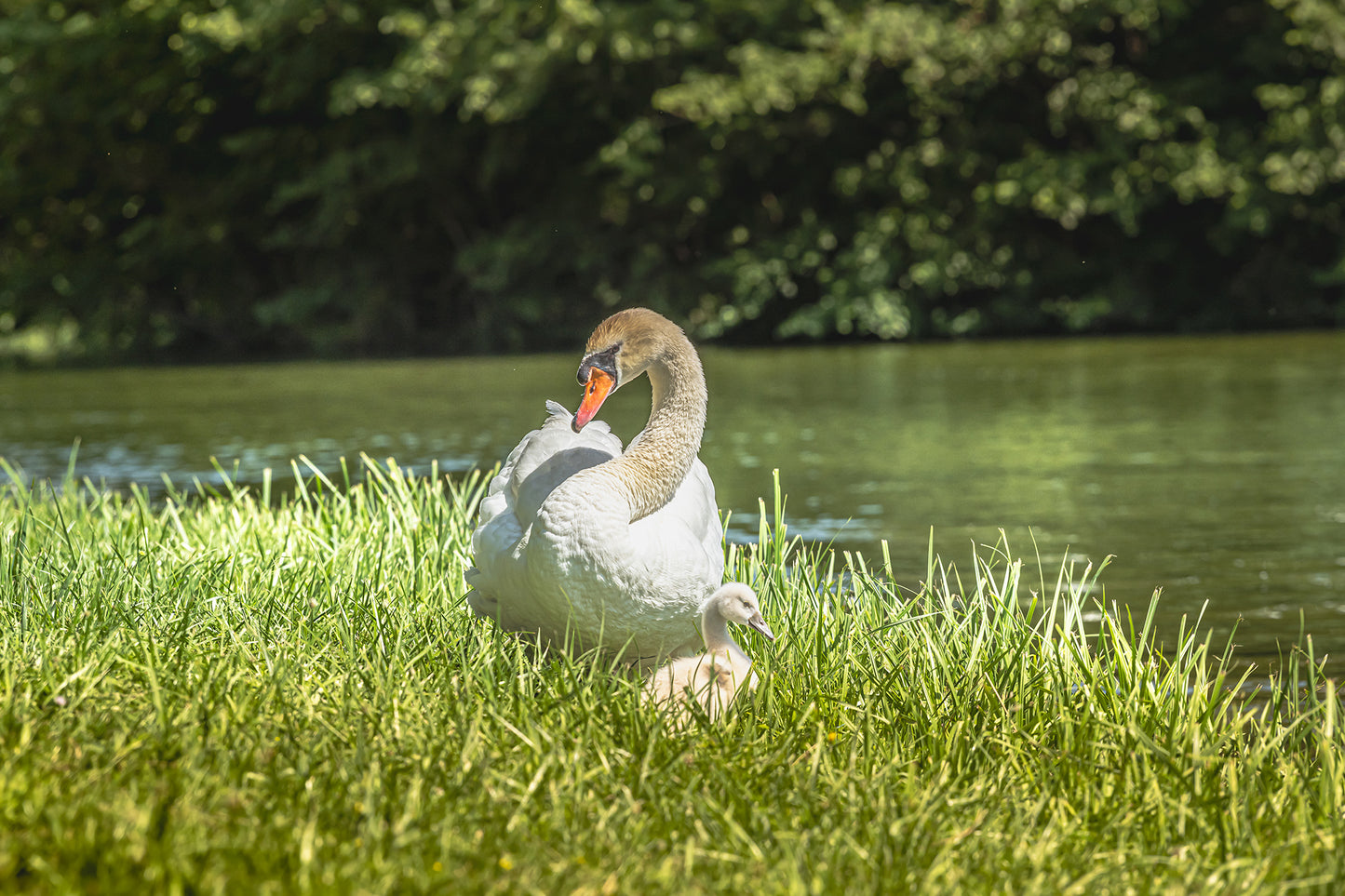 Schwäne im Schlosspark LAXENBURG