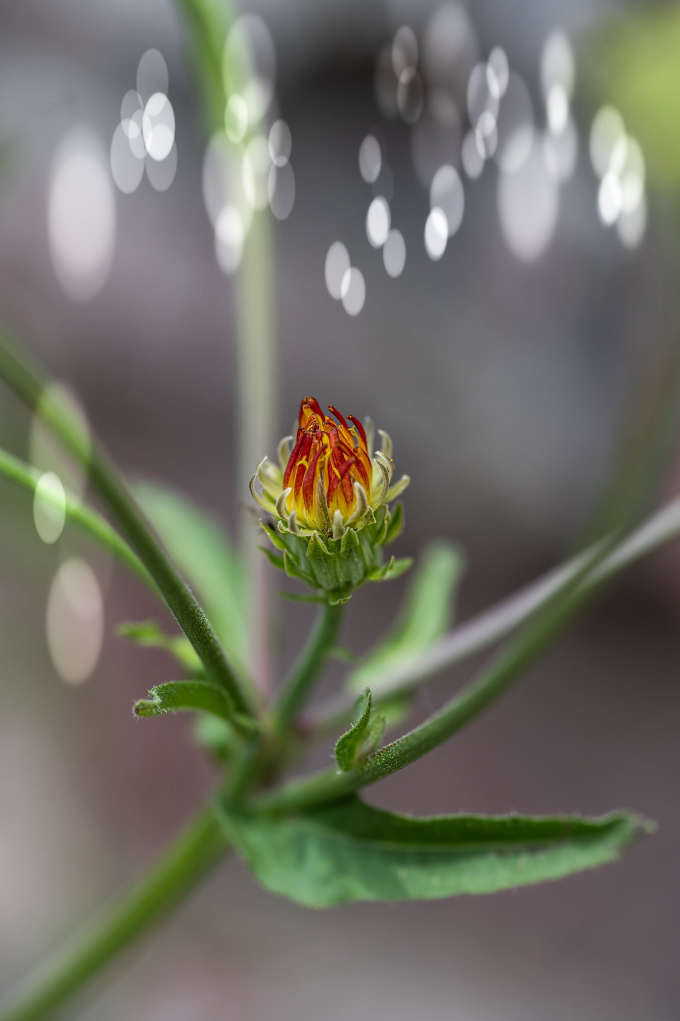 Calendula officinalis-Ringelblume