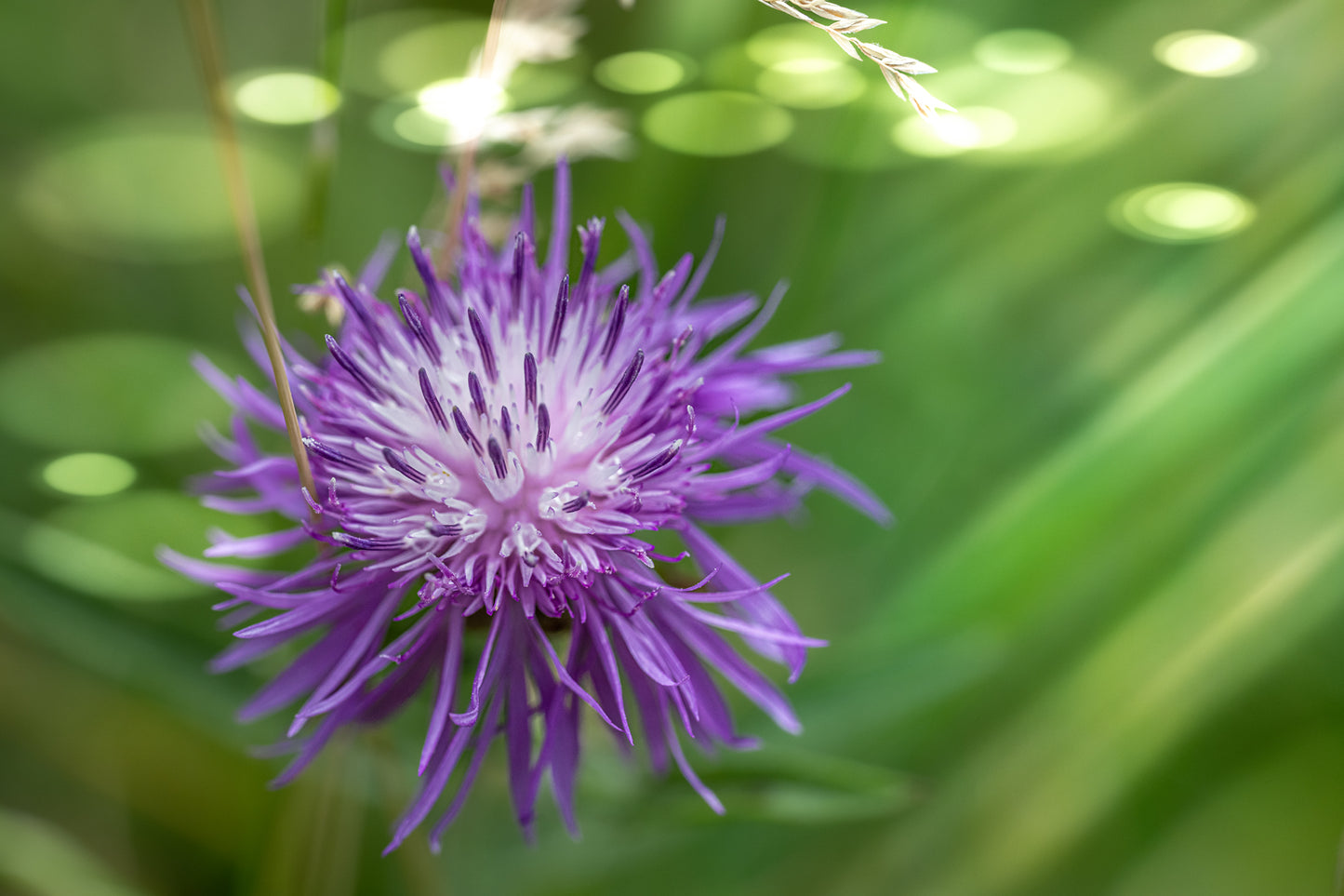 Flockenblume