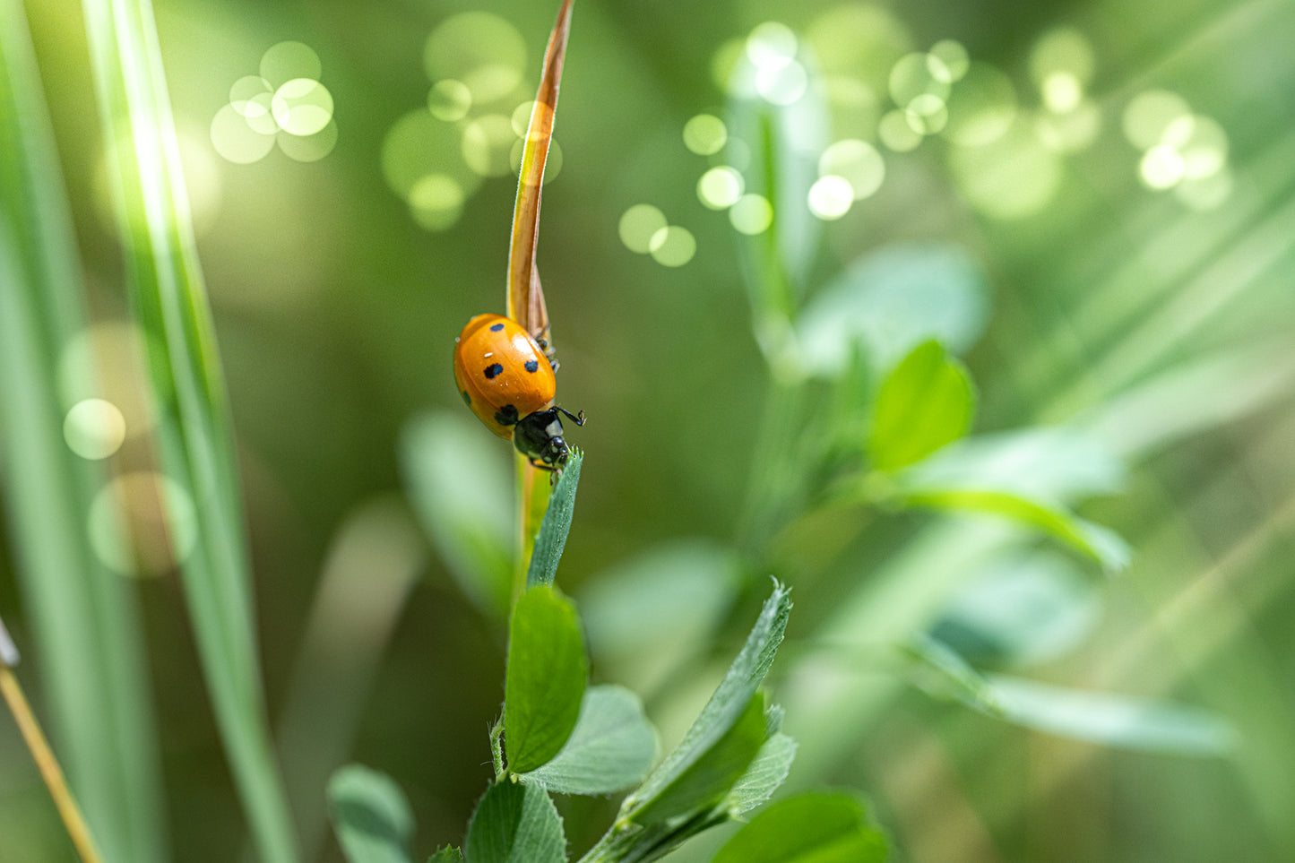 Marienkäfer-Coccinella