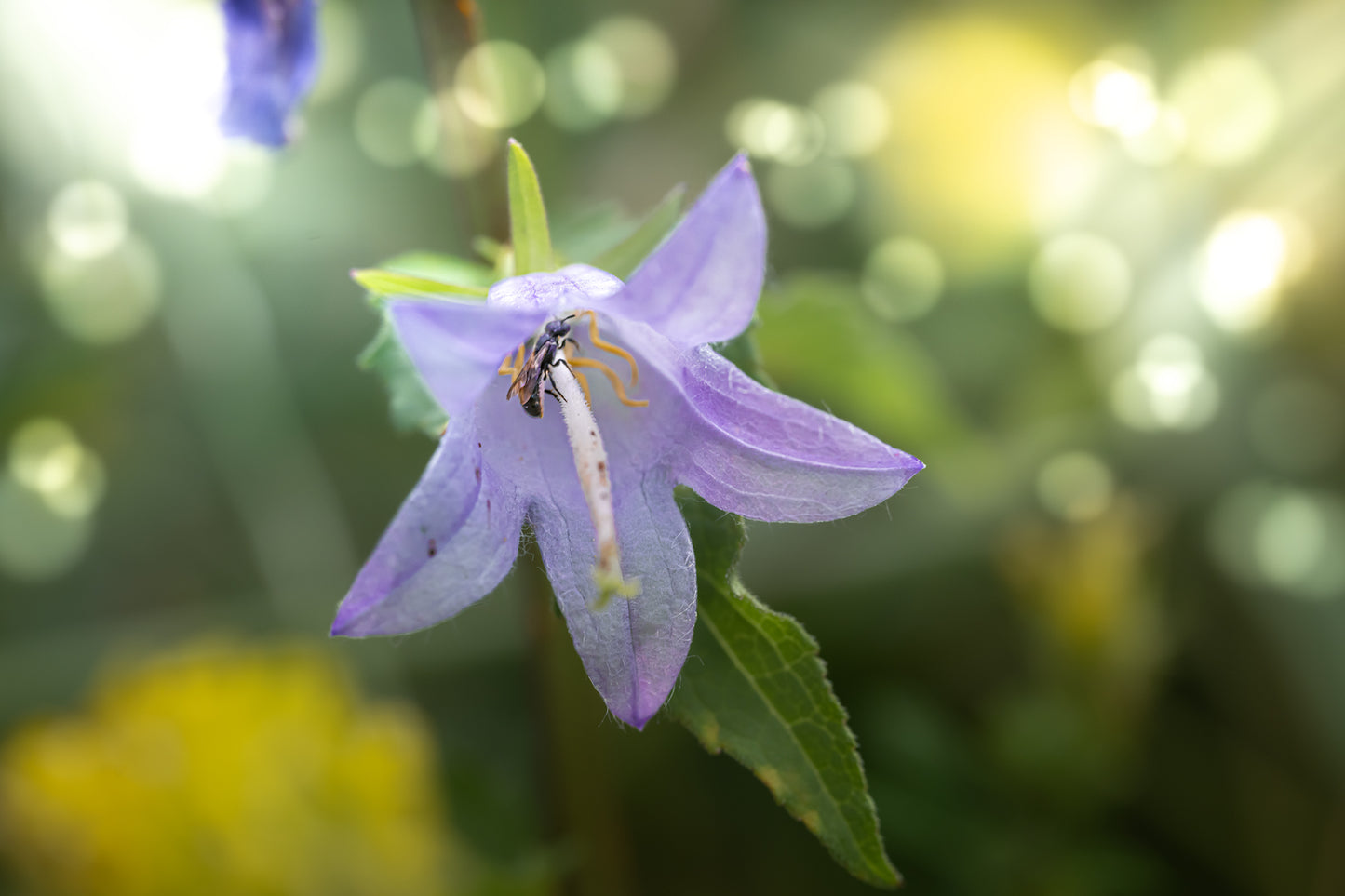 Nesselblättrige Glockenblume mit Maskenbiene