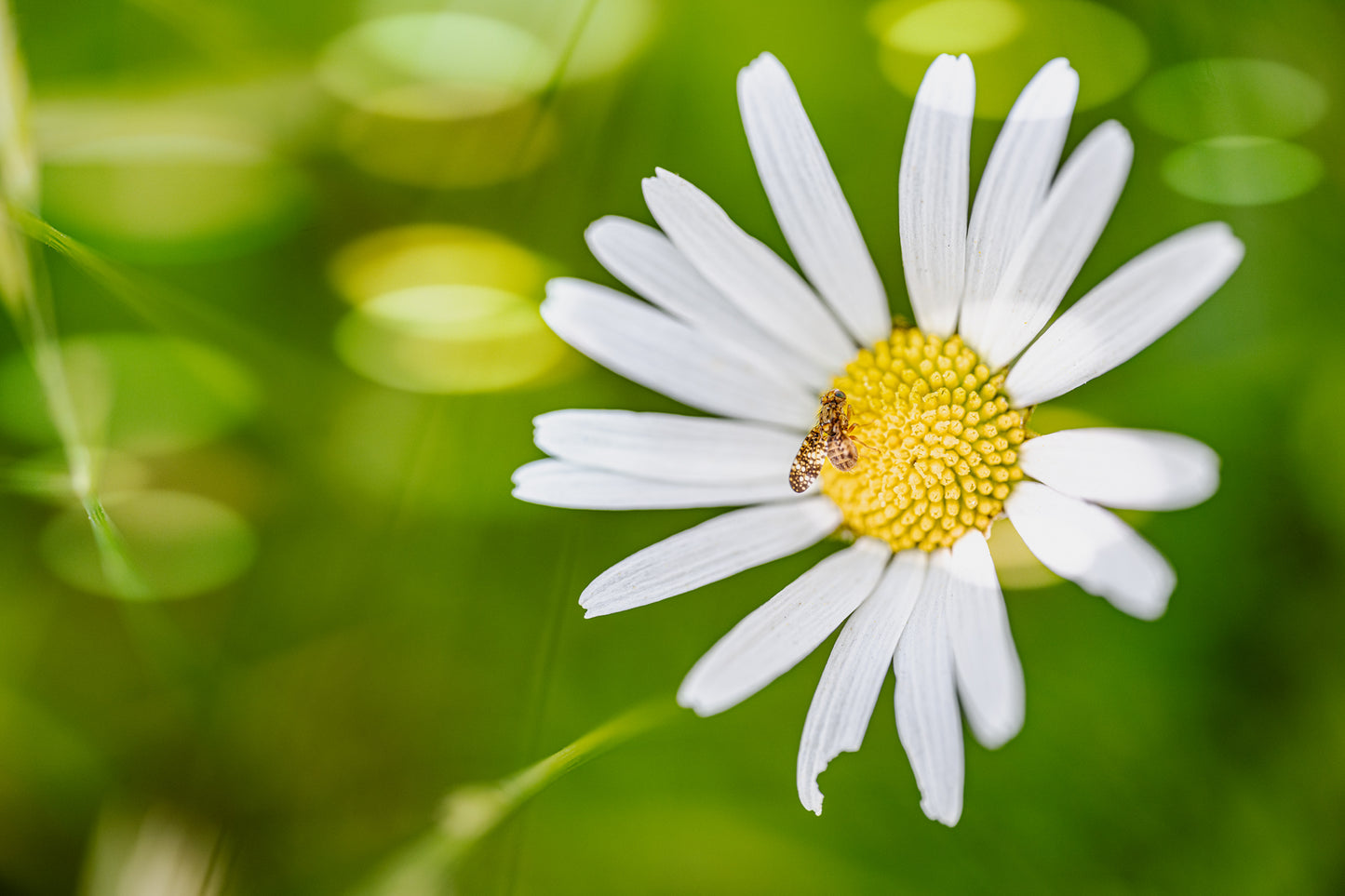 Oxyna auf Gänseblümchen