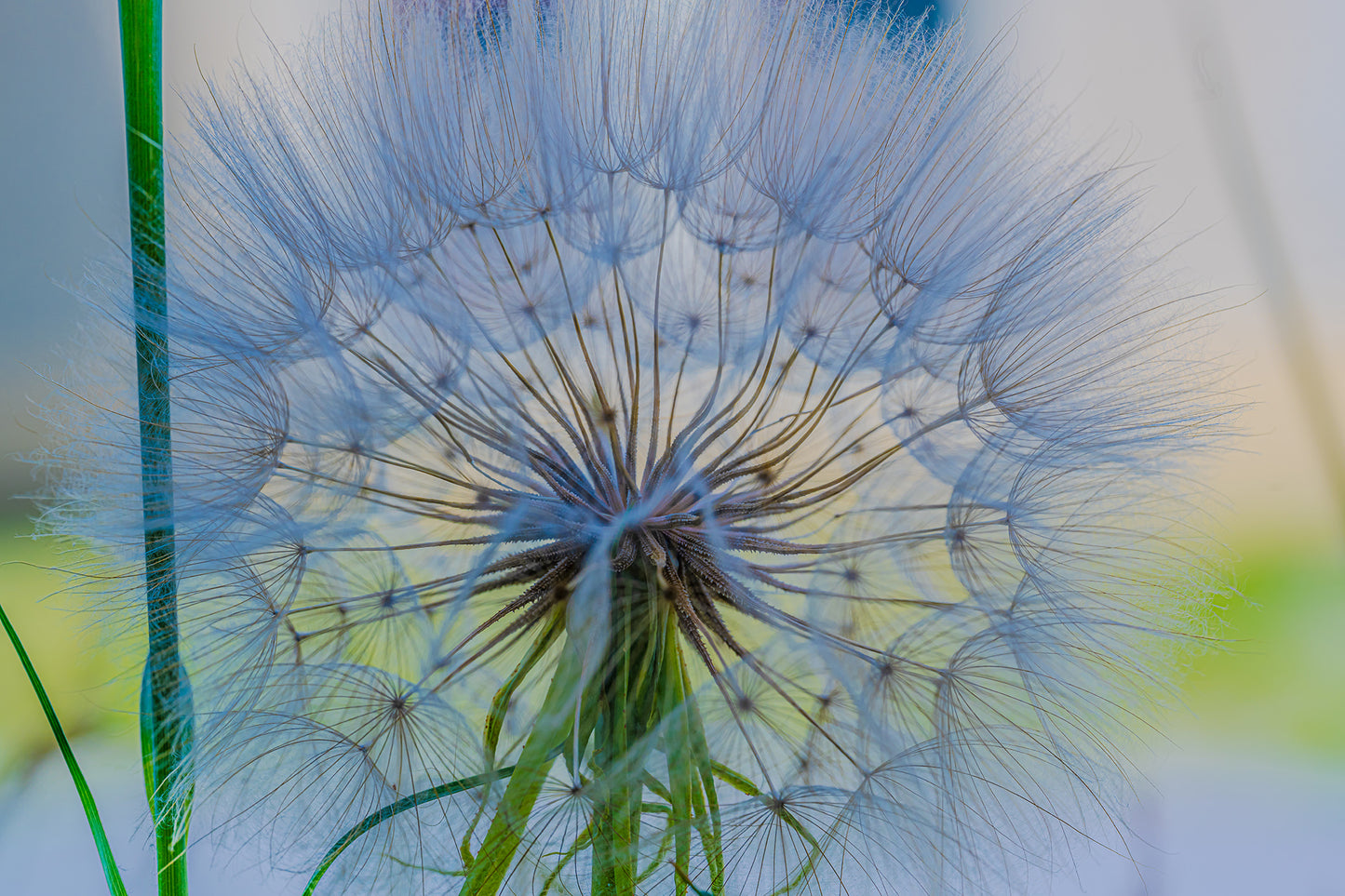 Pusteblume