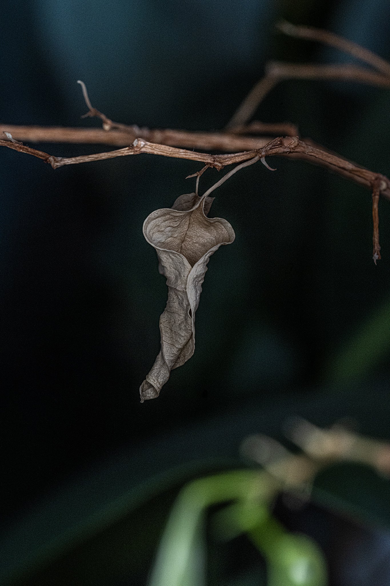 Birkenfeige Ficus benjamina