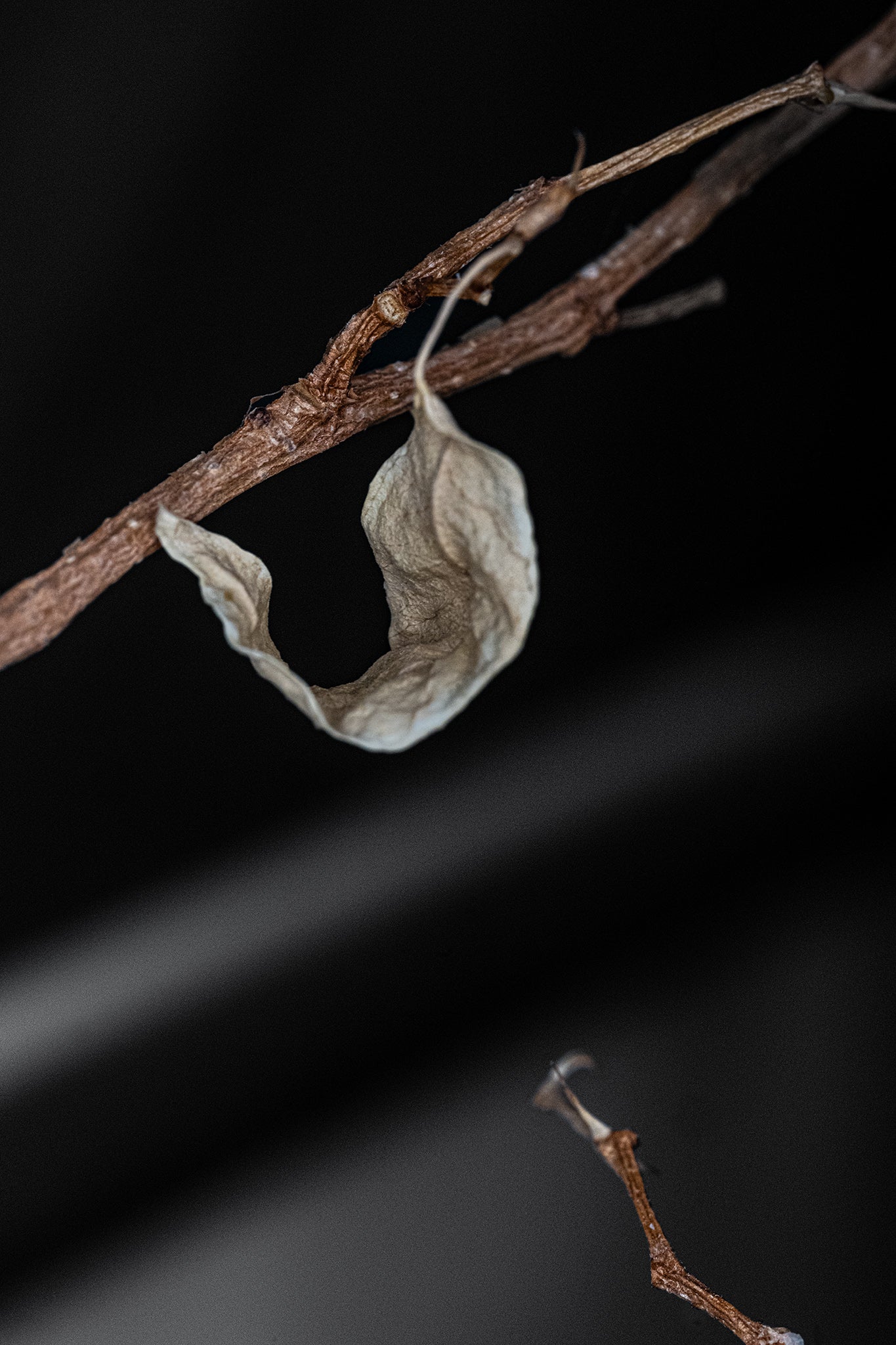 Birkenfeige Ficus benjamina