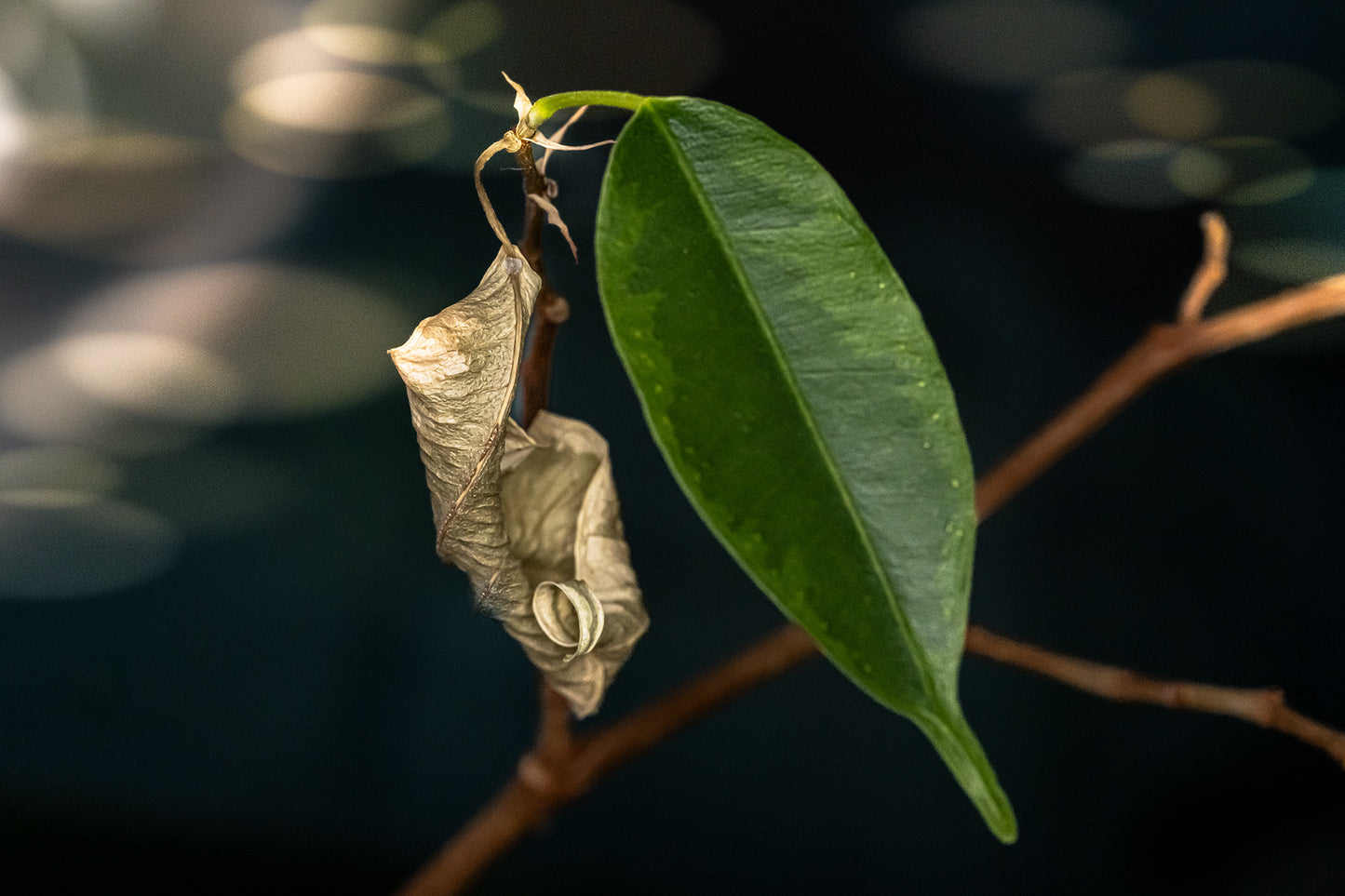 Birkenfeige Ficus benjamina