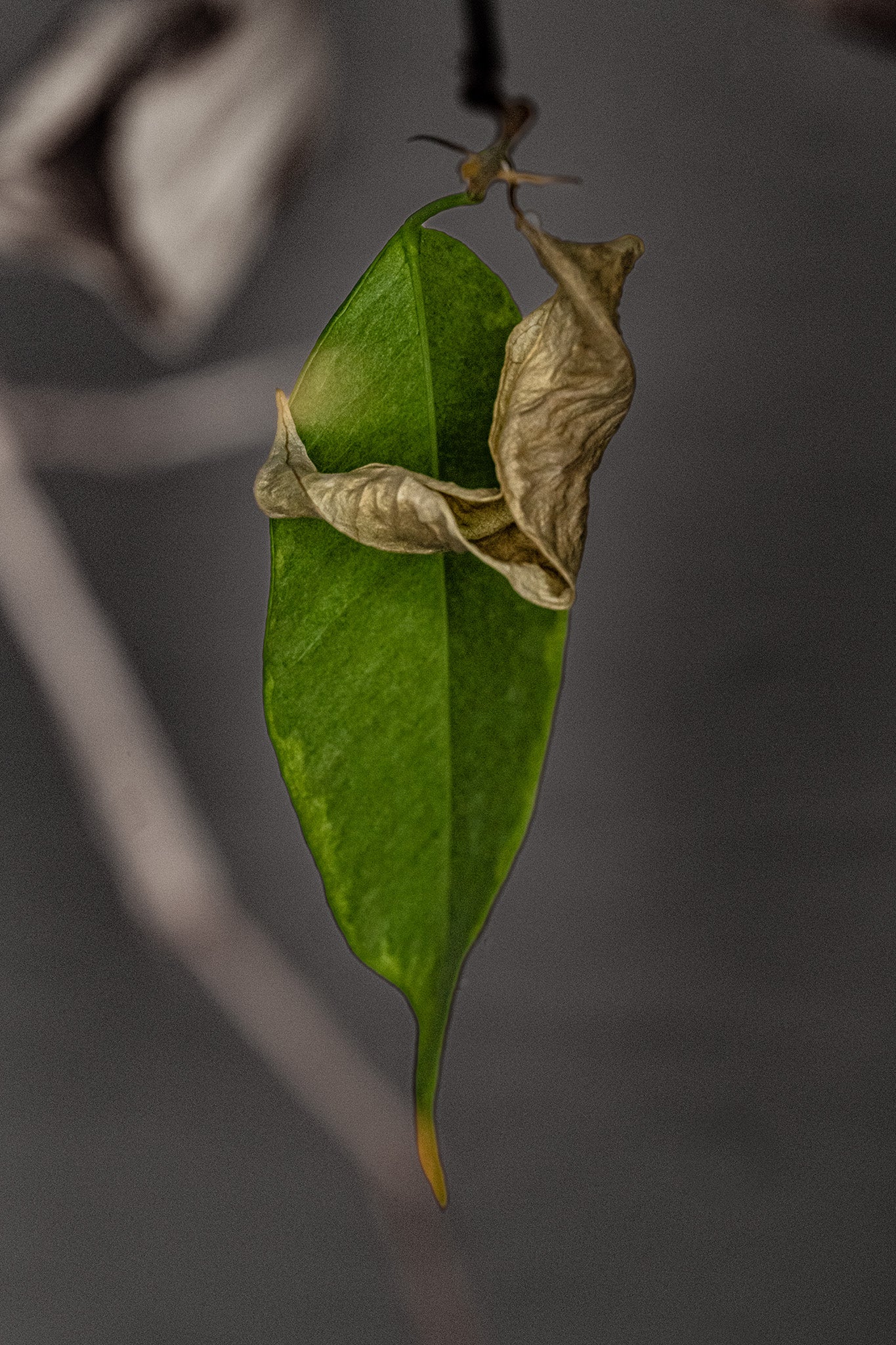 Birkenfeige Ficus benjamina