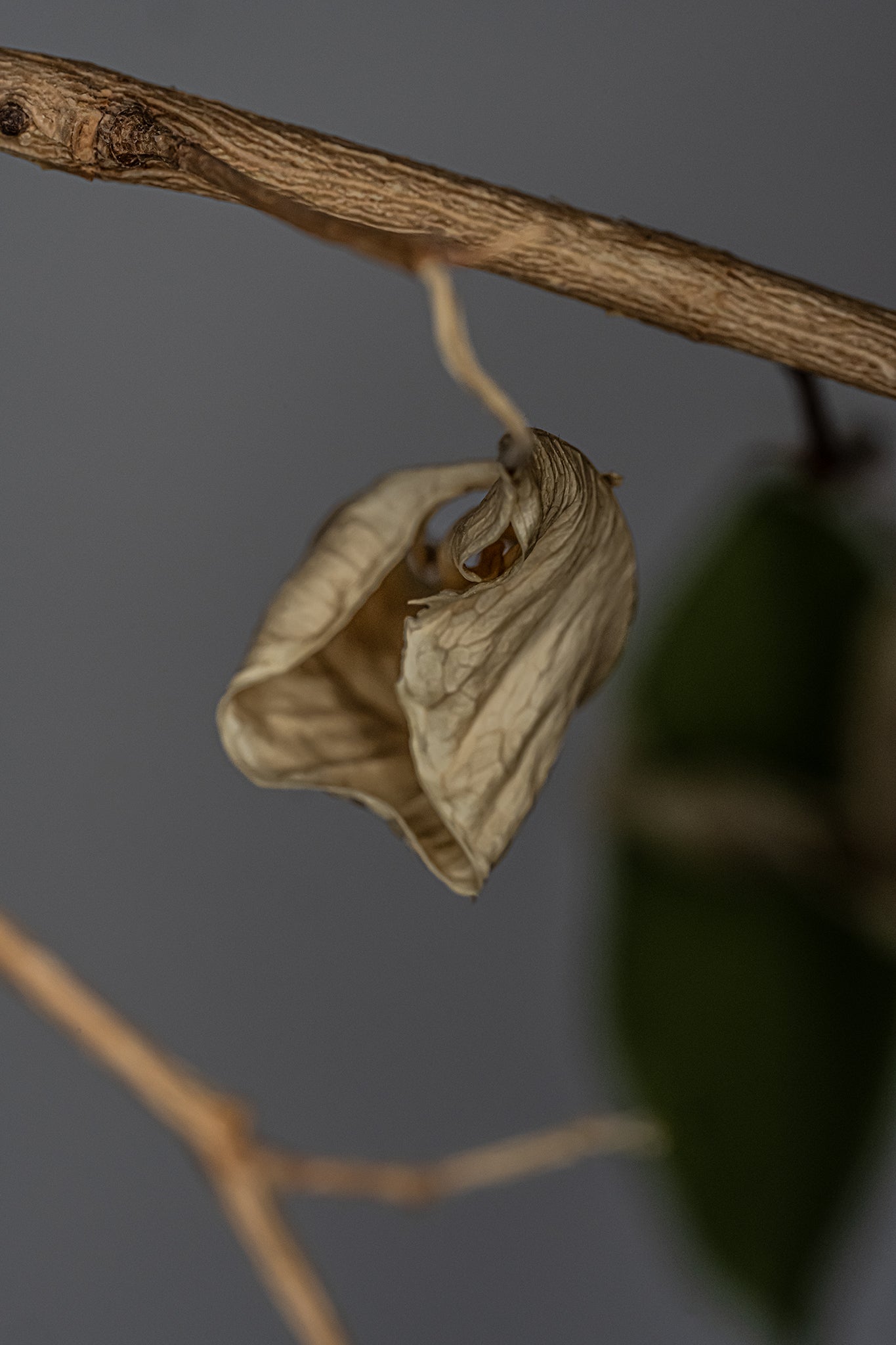 Birkenfeige Ficus benjamina