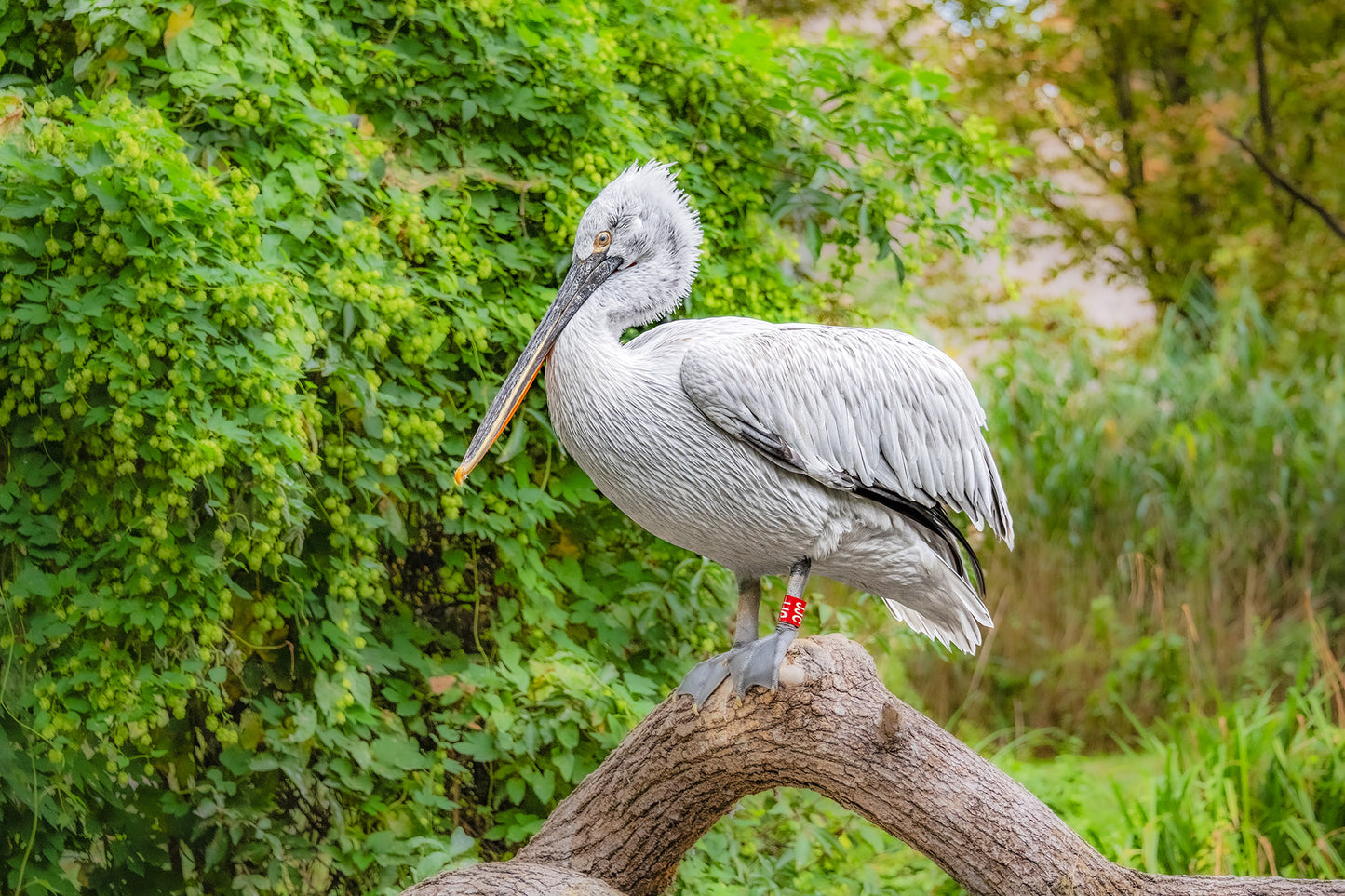 Krauskopfpelikan (Pelecanus crispus)