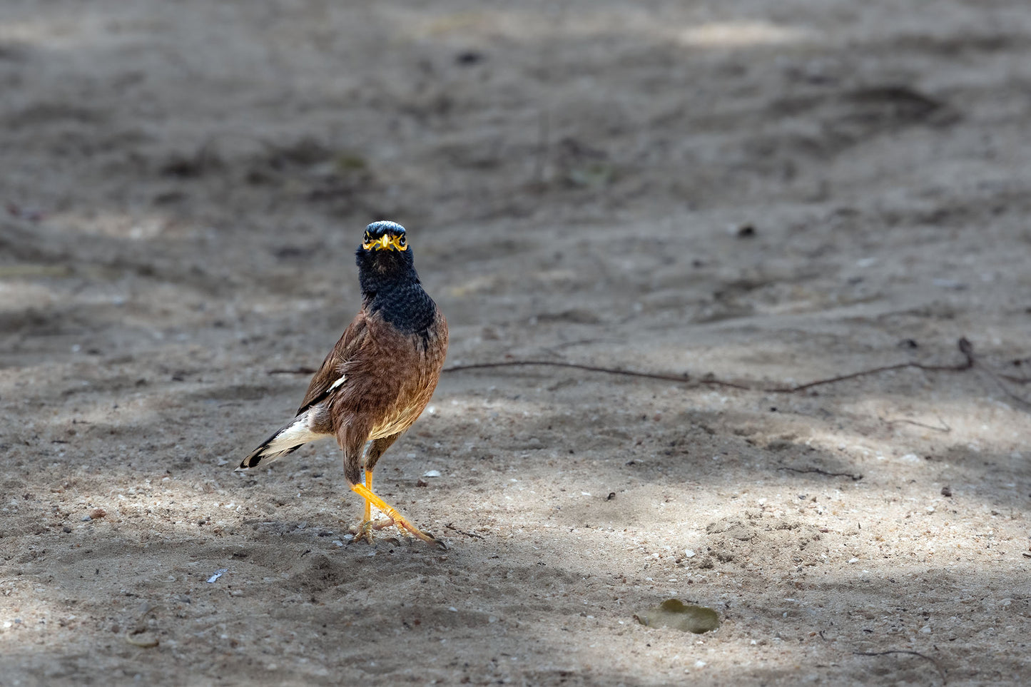 Der Hirtenstar "Was guckst du" (Acridotheres tristis)