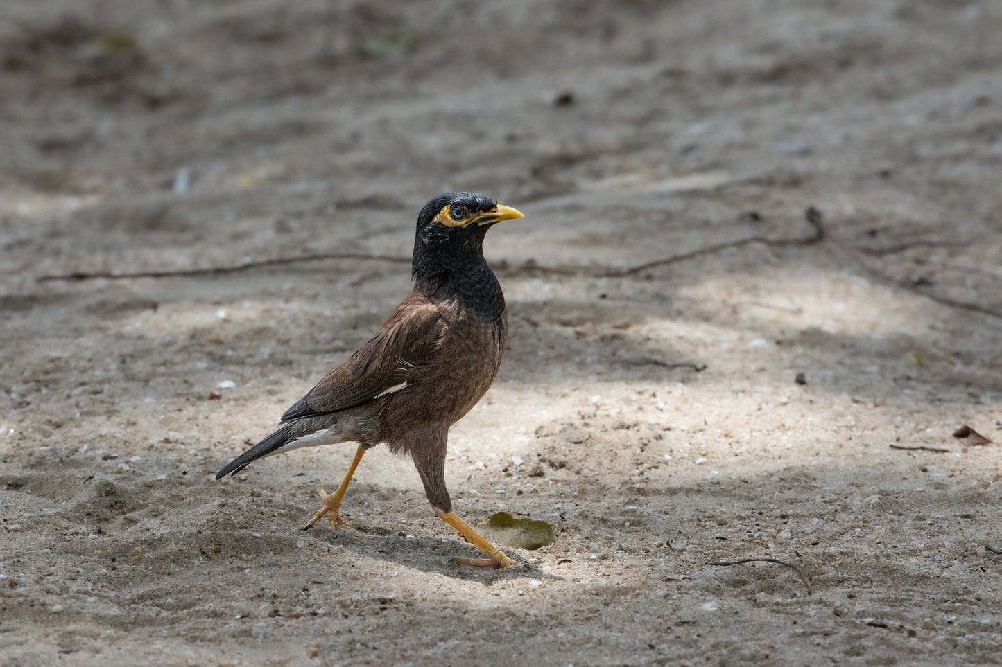 Der Hirtenstar (Acridotheres tristis)