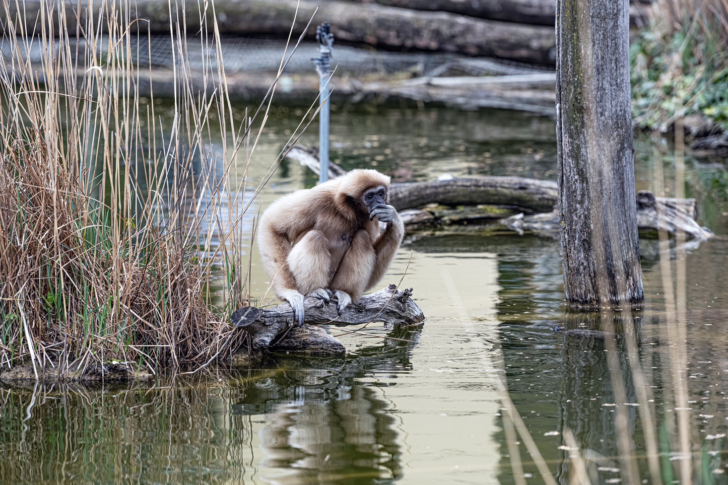 Weißhandgibbon (Hylobates lar)