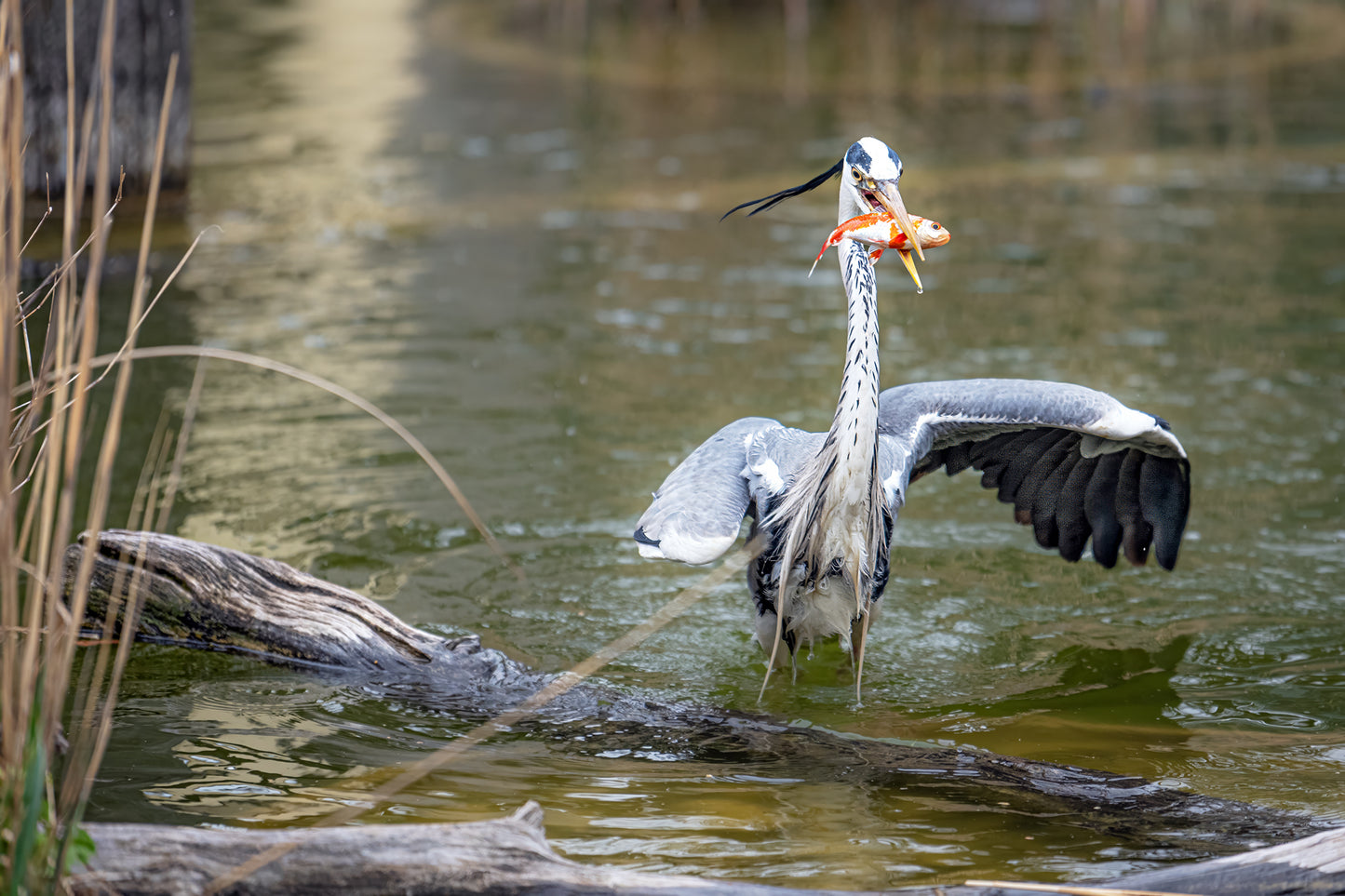 Graureiher (Ardea cinerea)