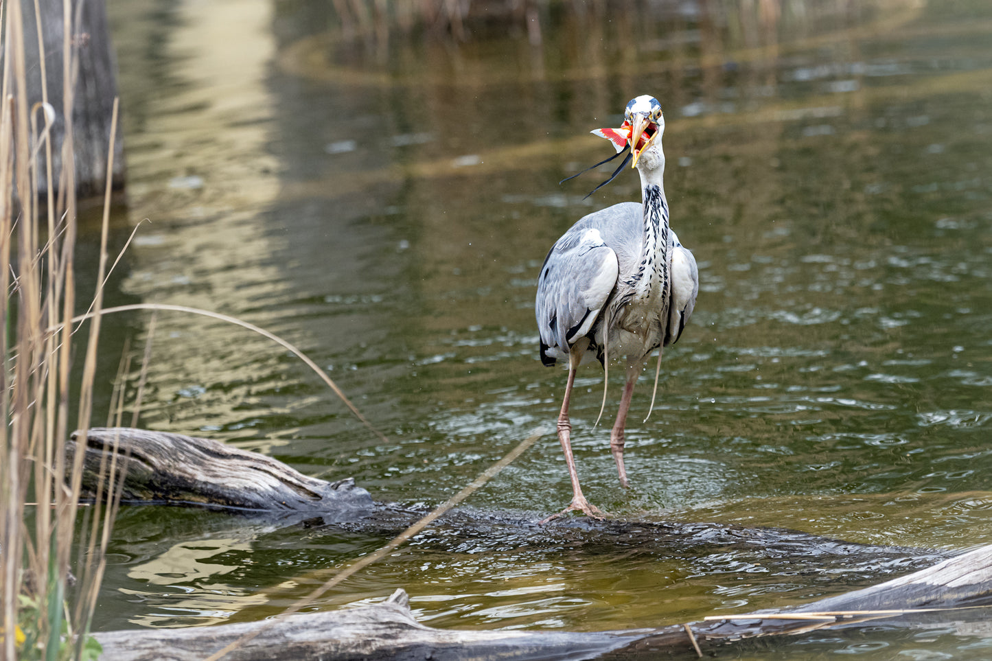 Graureiher (Ardea cinerea)