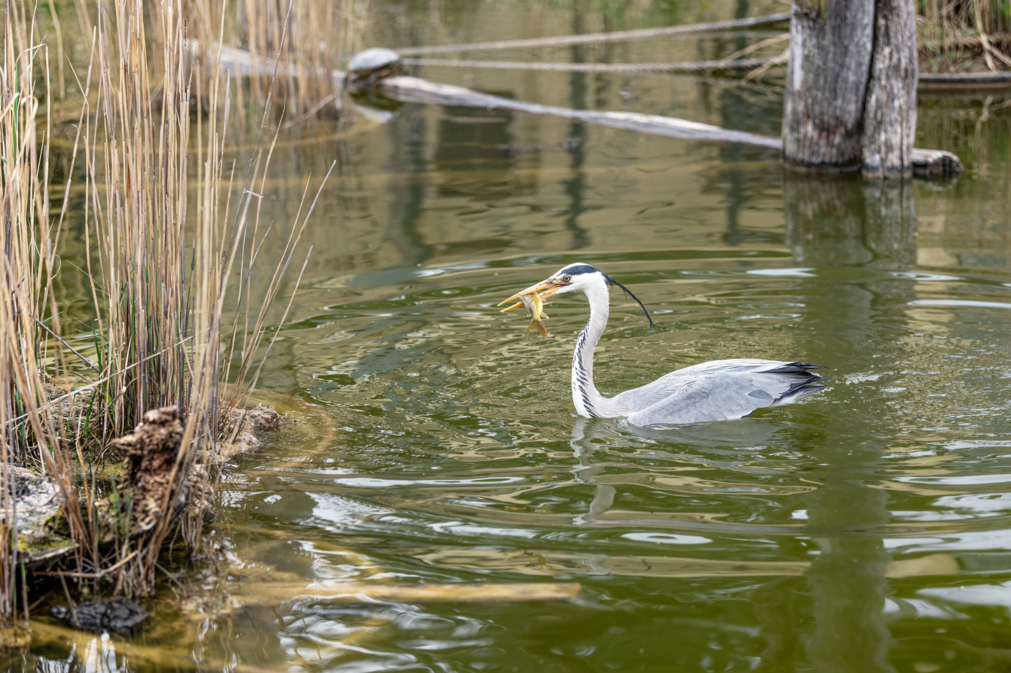 Graureiher (Ardea cinerea)