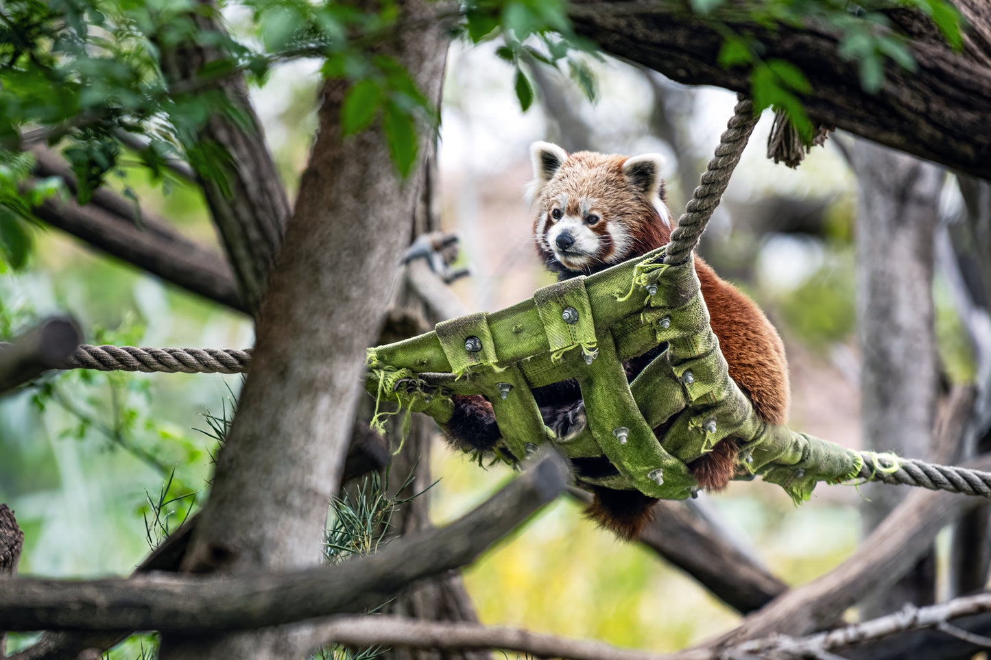 Roter Panda (Ailurus fulgens)