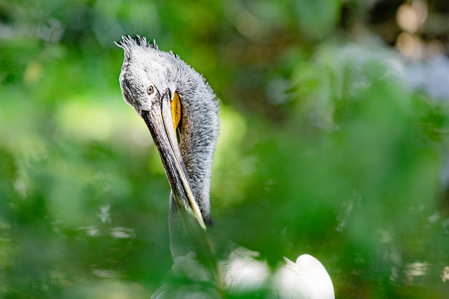 Krauskopfpelikan (Pelecanus crispus)