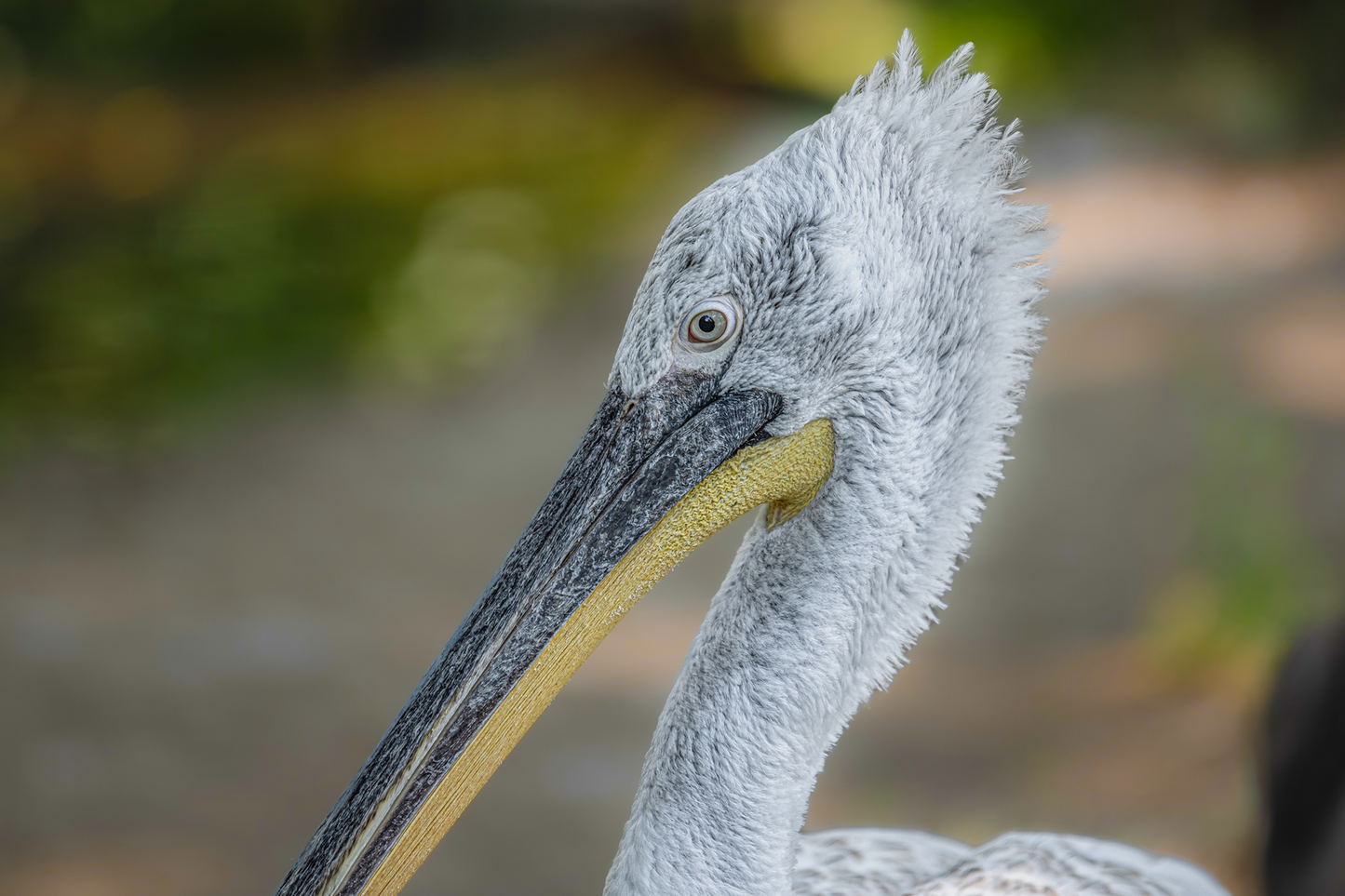 Krauskopfpelikan (Pelecanus crispus)
