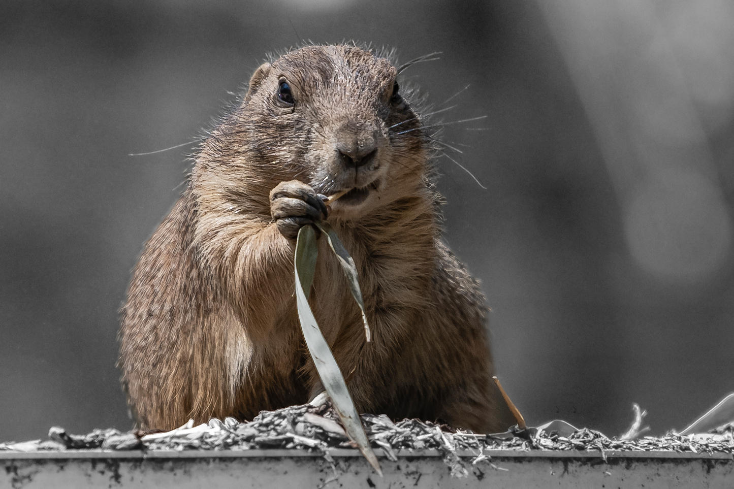 Schwarzschwanz Präriehund (Cynomys ludovicianus)