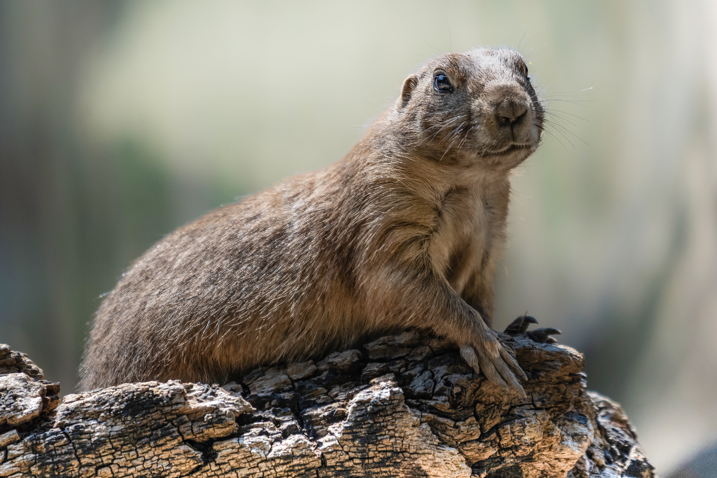 Schwarzschwanz Präriehund (Cynomys ludovicianus)