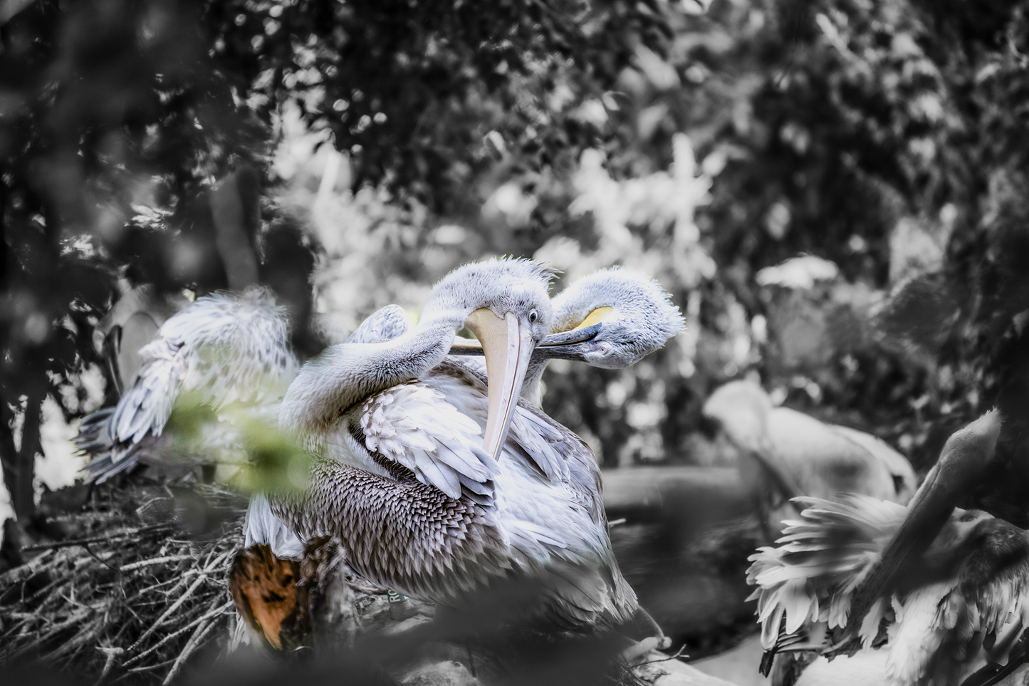 Krauskopfpelikan (Pelecanus crispus)