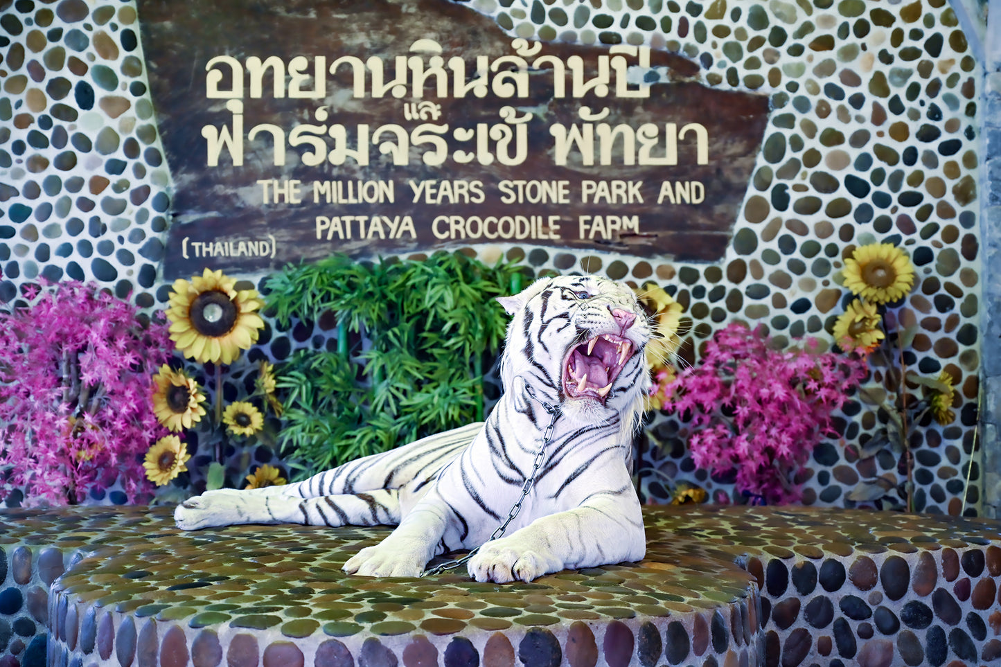 Weißer Königstiger (Panthera tigris tigris)