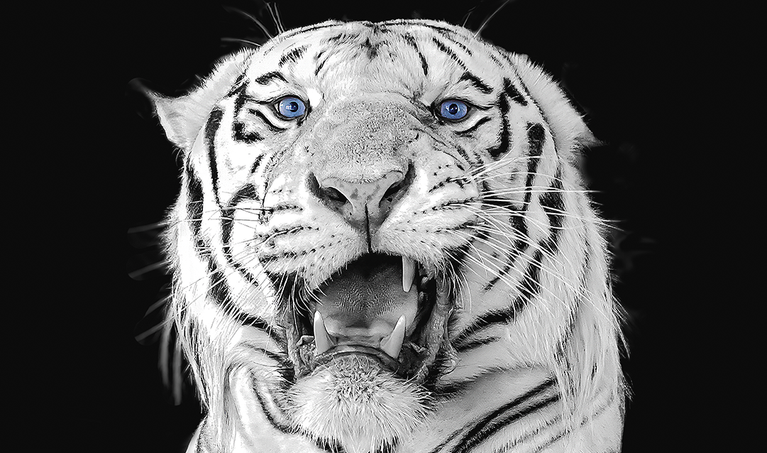 Portrait Weißer Königstiger (Panthera tigris tigris)