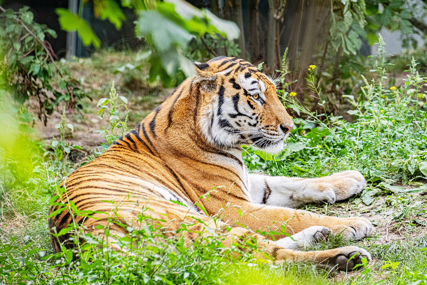 Sibirischer Tiger (Panthera tigris altaica)