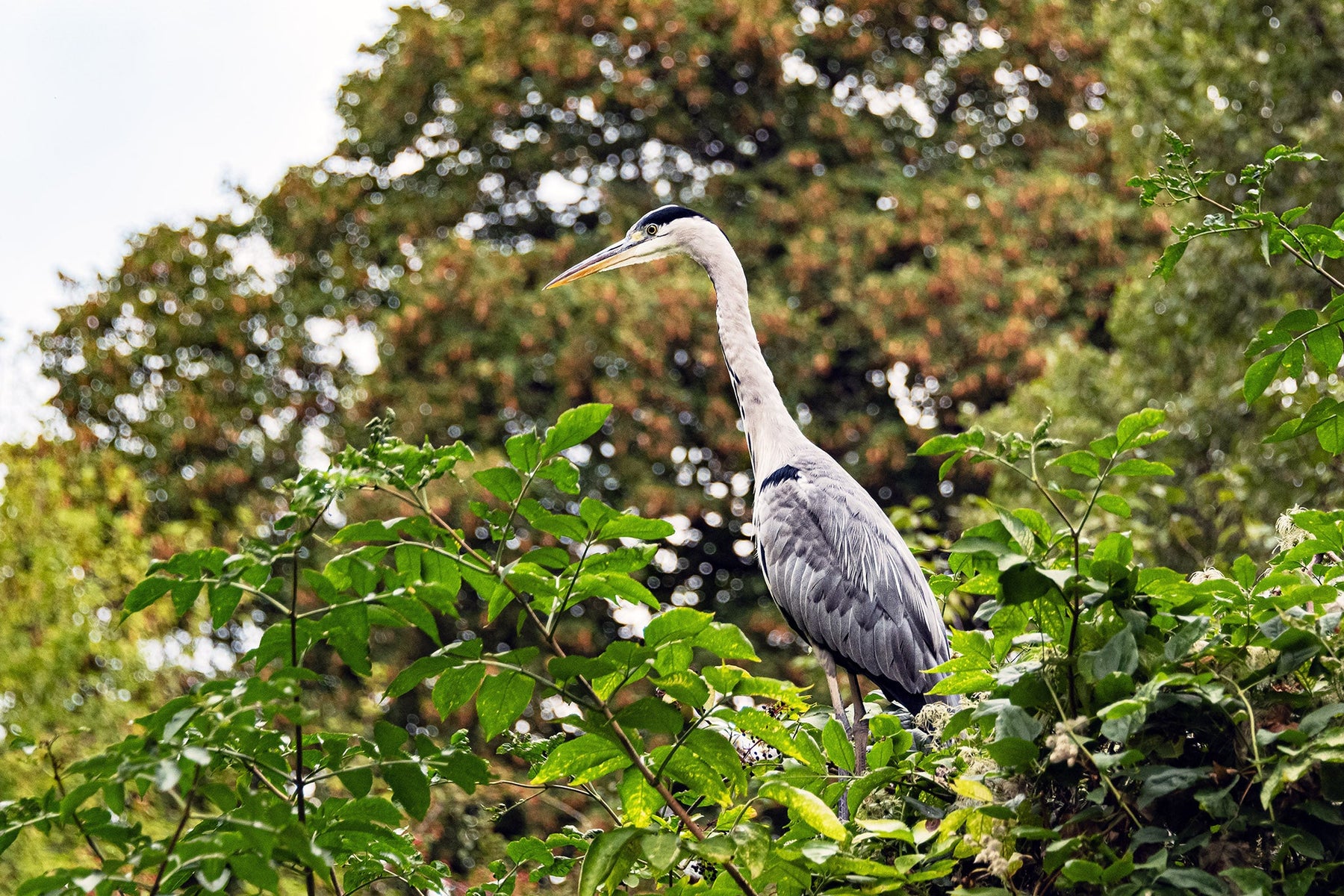 Kormoran (Phalacrocorax carbo)