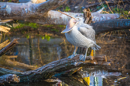 Krauskopfpelikan (Pelecanus crispus)
