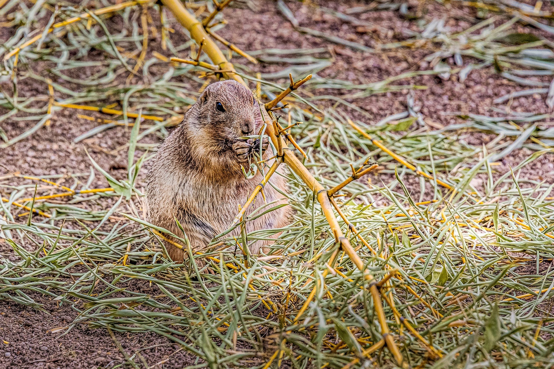 Schwarzschwanz Präriehunde (Cynomys ludovicianus)