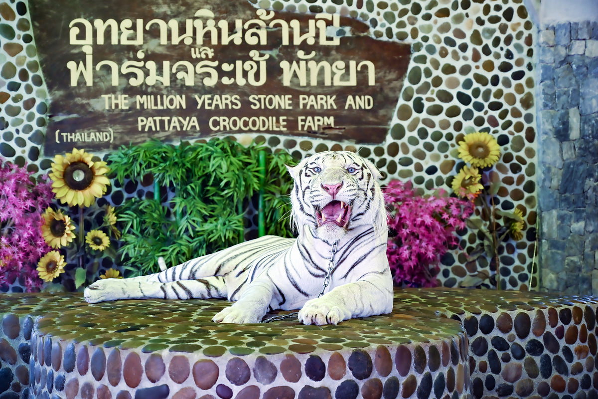Weißer Königstiger (Panthera tigris tigris)