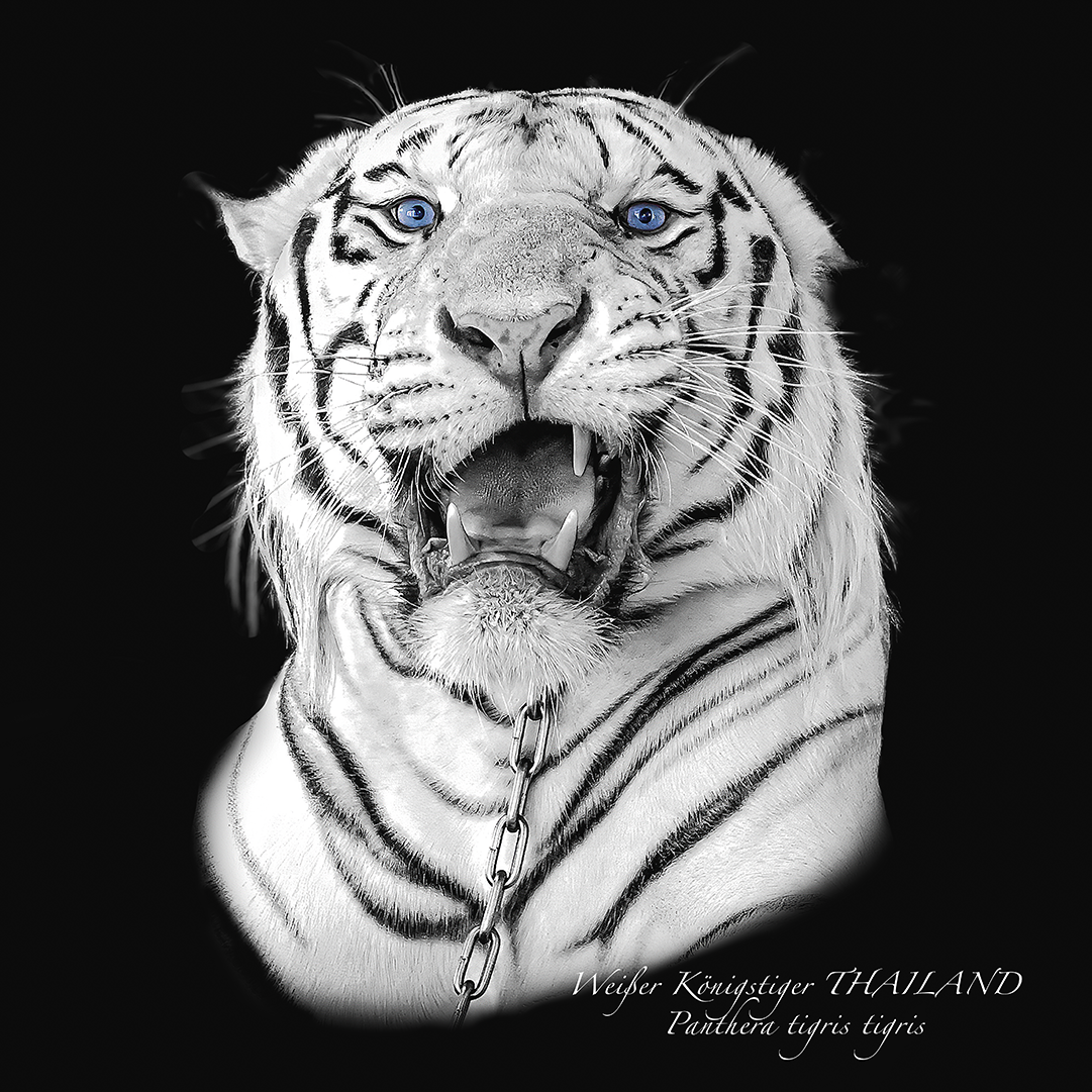 Portrait Weißer Königstiger (Panthera tigris tigris)