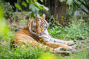 Sibirischer Tiger (Panthera tigris altaica)